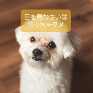 保育士必見【目を見なさいの指導は不要】ダメな理由５つと真にこだわる点